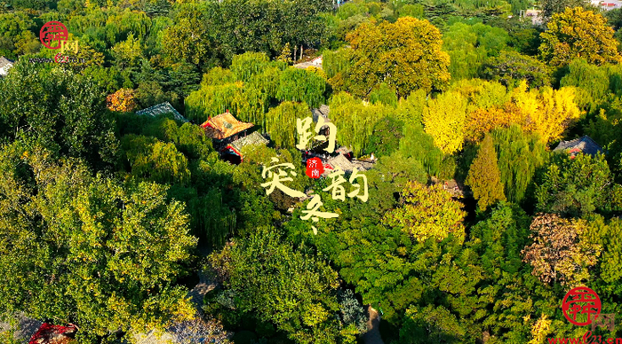 冬菊傲霜泉水清冽 来感受趵突泉醉人冬韵