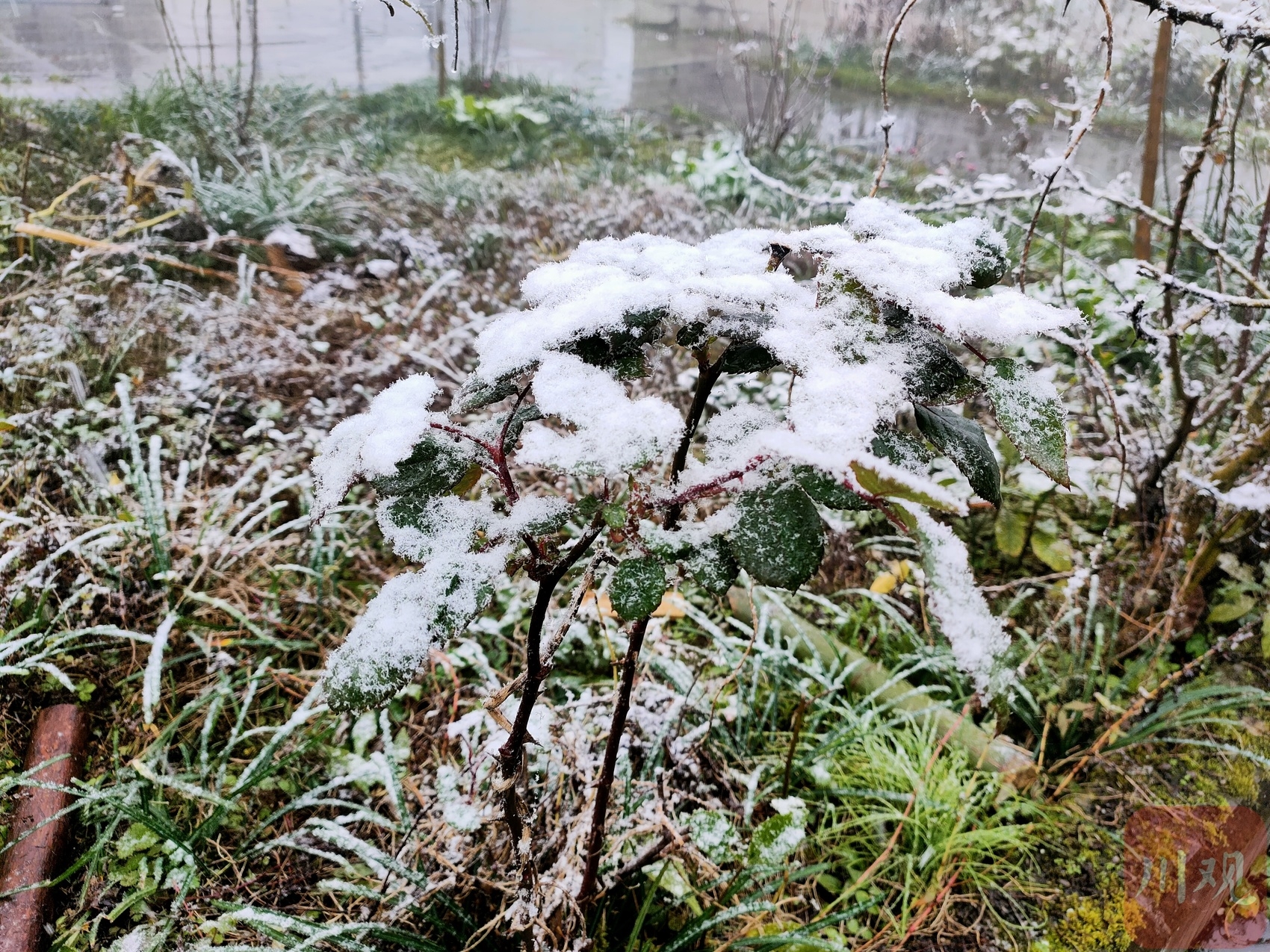 （转载）好冷！绵阳安州千佛镇降下今冬第一场雪