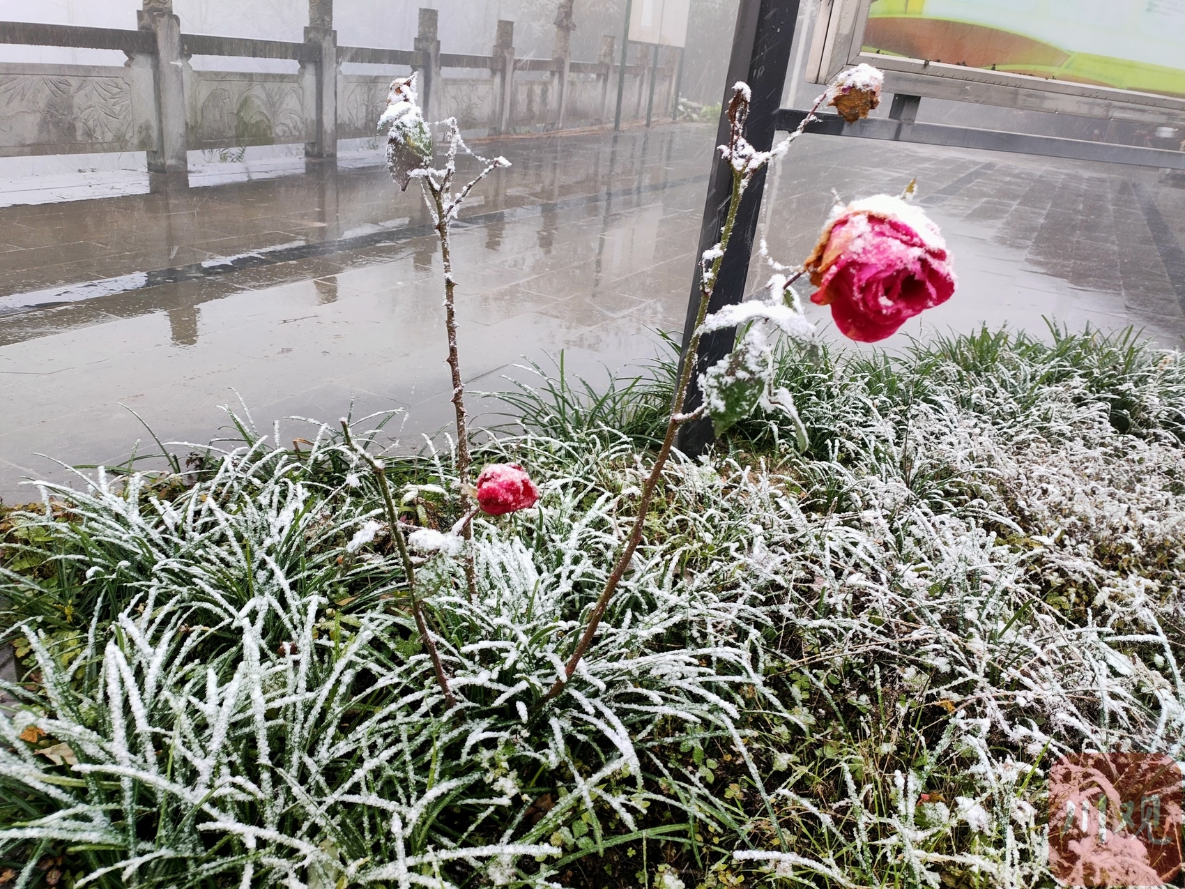（转载）好冷！绵阳安州千佛镇降下今冬第一场雪