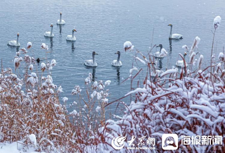山东荣成：冬日雪景 美如仙境