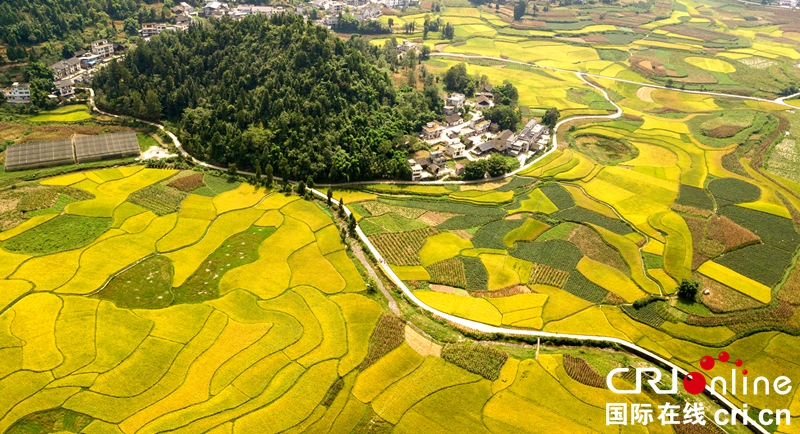 贵州务川：秋日大地美如画（组图）