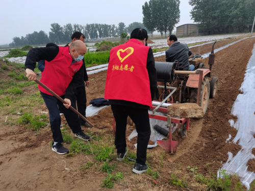 河南鲁山：农机农艺融合 携手烟农致富