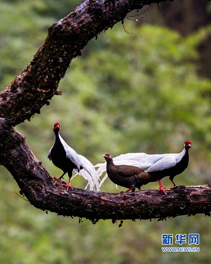 福建永安：山乡生态美 白鹇舞翩跹