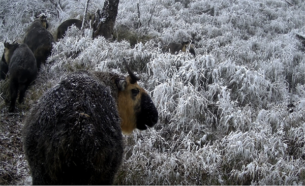 Fifty Smart Infrared Cameras Newly Installed in Chengdu Area of Giant Panda National Park_fororder_image003