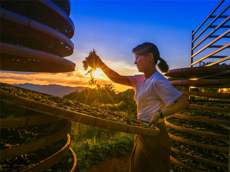 八闽文脉·风物 | 大田美人茶的茶事茶史