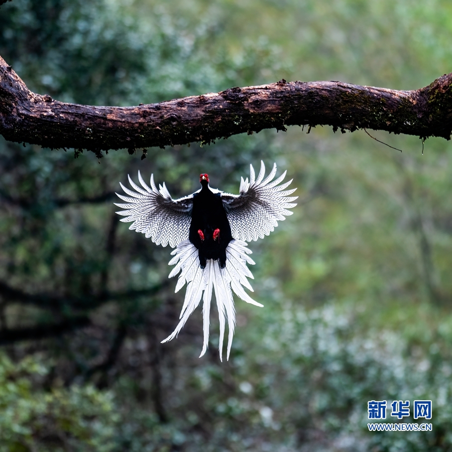 福建永安：山乡生态美 白鹇舞翩跹