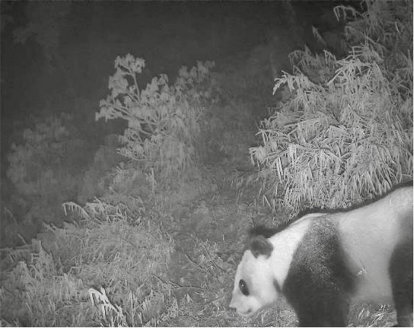 Fifty Smart Infrared Cameras Newly Installed in Chengdu Area of Giant Panda National Park_fororder_image001