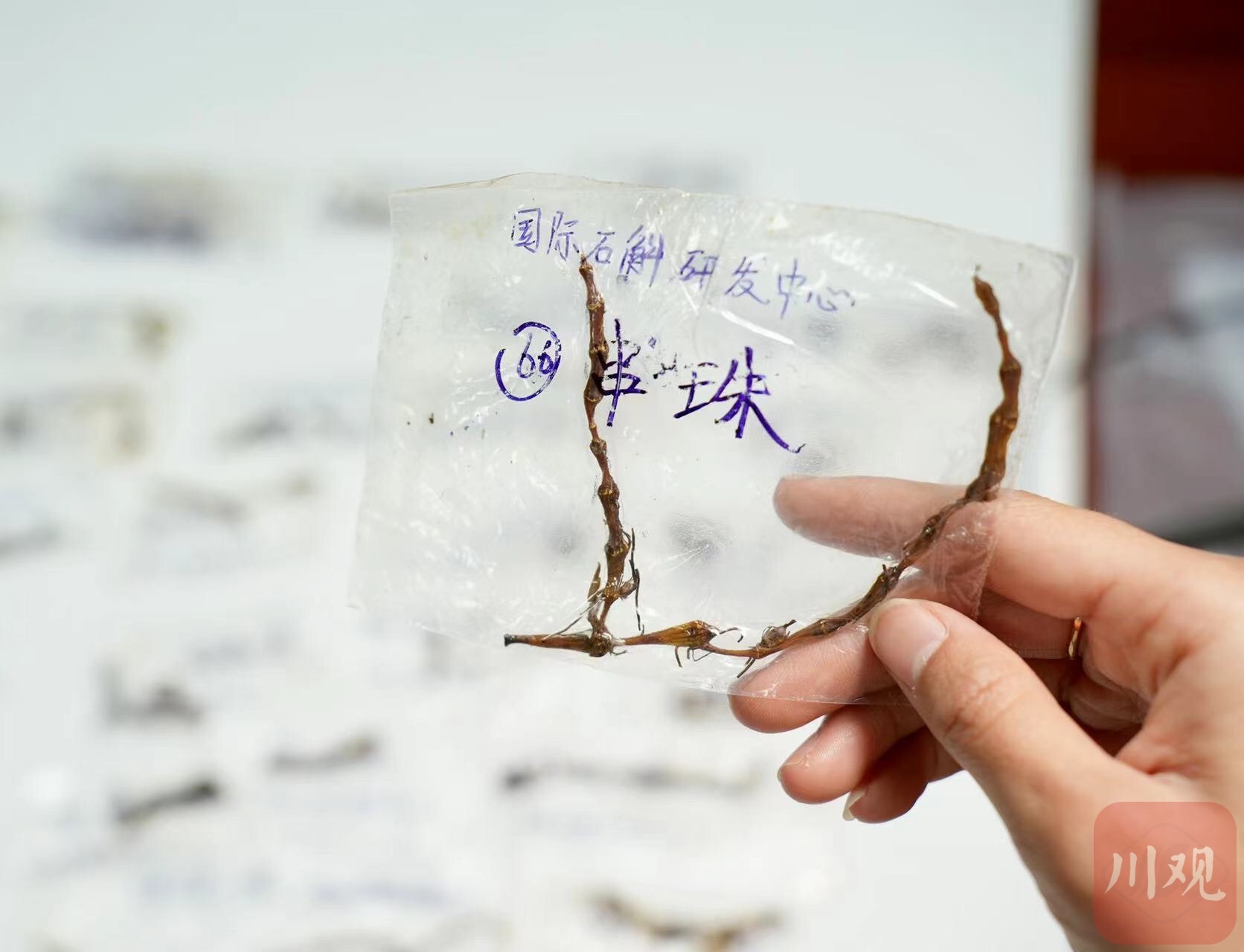 （转载）搭乘“神舟十四号”归来 12种四川“太空石斛”有何变化？