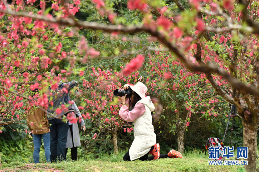 桃花绽放满园春