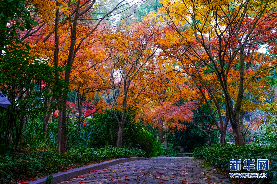 【城市远洋带图】重庆：缤纷彩林扮靓冬日山城_fororder_1129203897_16709018836431n