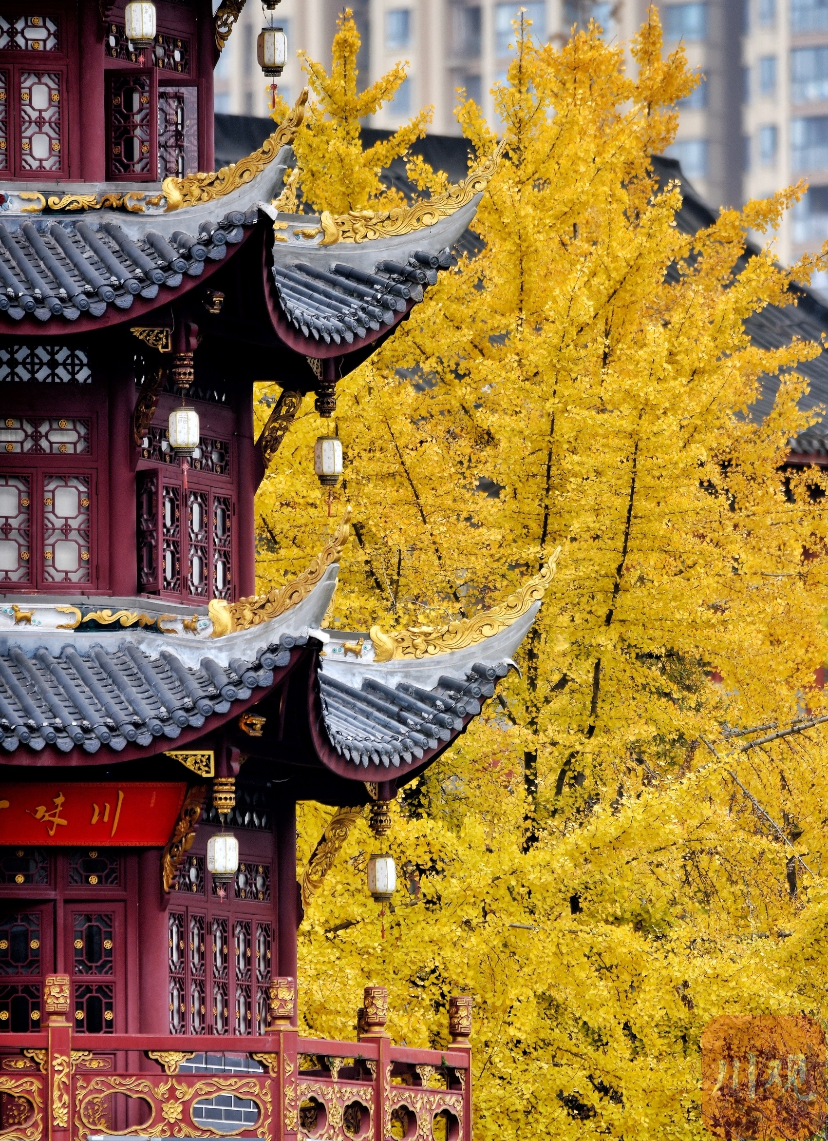 （转载）成都满城金黄 又是一年银杏季