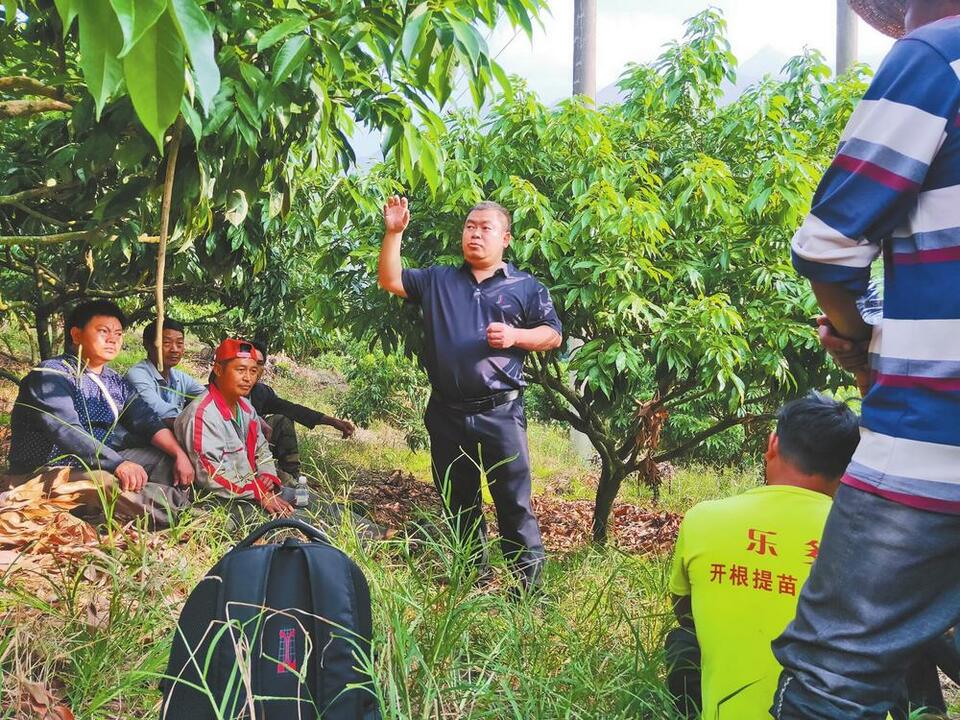 红河屏边：农科专家为荔枝越冬护航_fororder_41f
