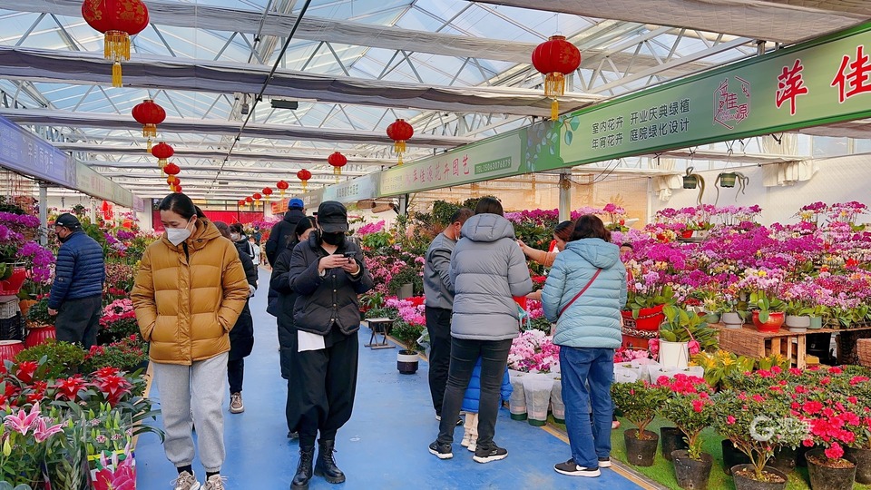 青岛：快过年了，买盆年宵花吧