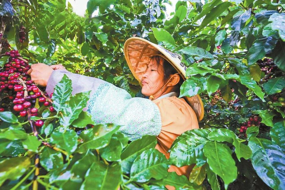 普洱思茅举办高山咖啡采摘节_fororder_a1166