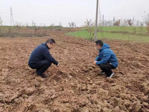 河南罗山：黄土地上翻出“金色”的希望