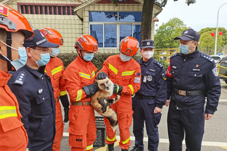 南平武夷山：警察消防合力护送迷路赤狐_fororder_图片1
