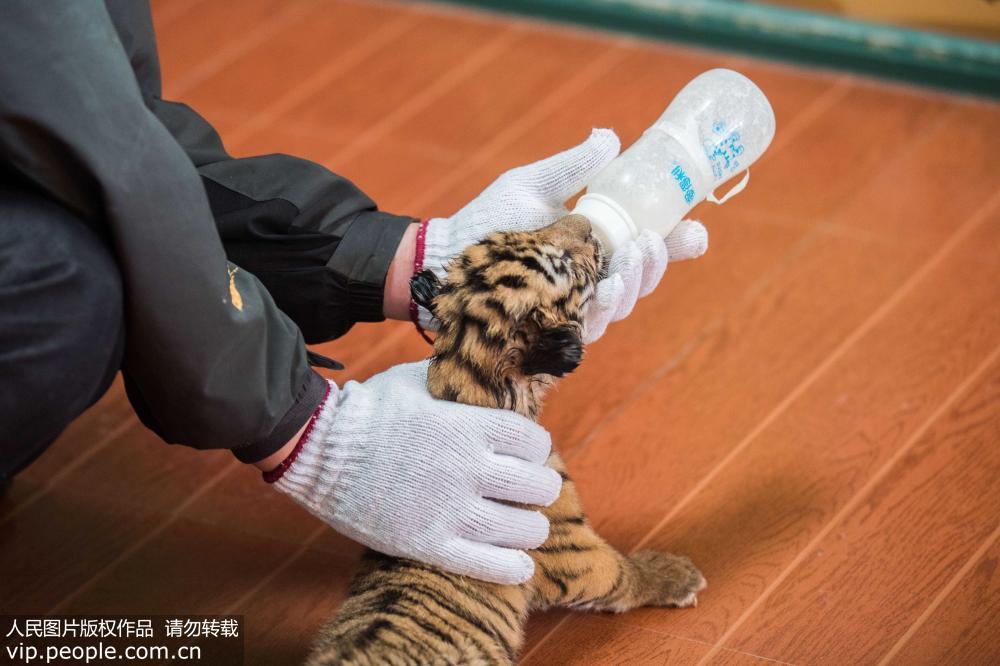 华南虎三胞胎首次亮相杭州 专人24小时看护