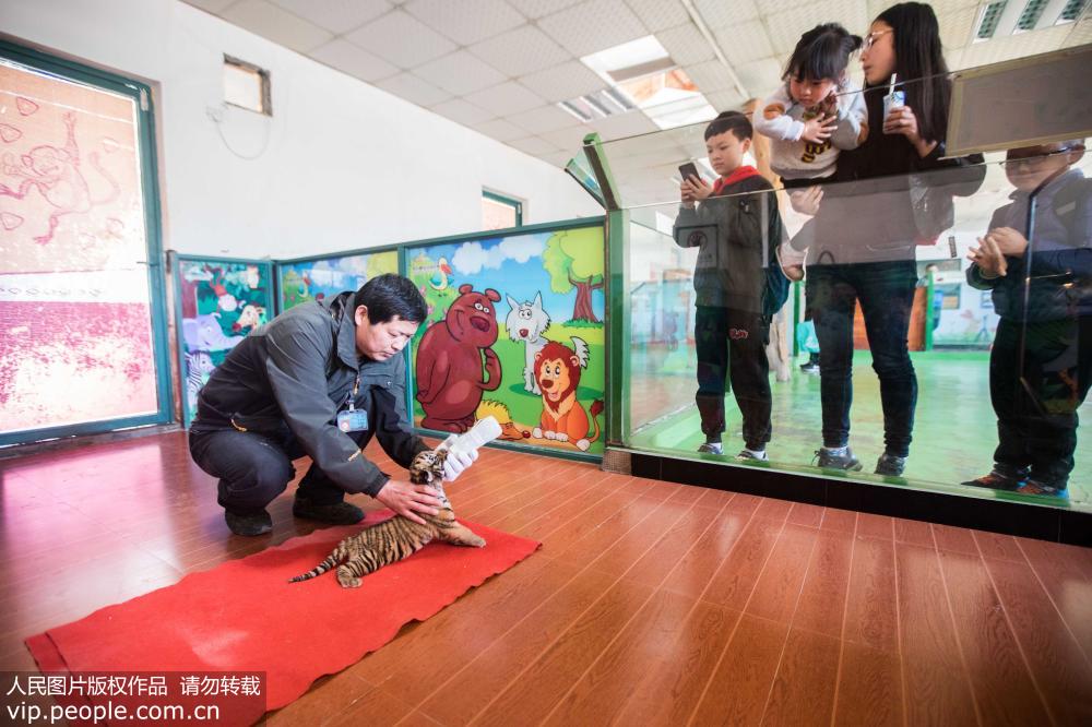 华南虎三胞胎首次亮相杭州 专人24小时看护