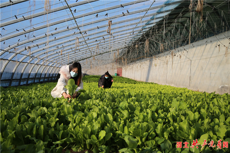 河北迁安：特色蔬菜“抢鲜”上市助农增收