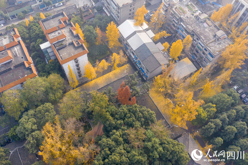 （转载）四川彭山：冬日银杏扮靓城市街景_fororder_LOCAL1672107271524Q82JQMPJCK