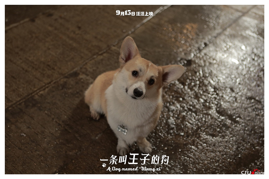 一条叫王子的狗