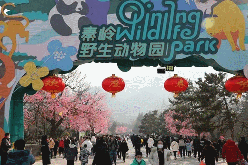 西安曲江新区：躲避人潮，解锁过年吃喝玩乐新去处_fororder_图片1