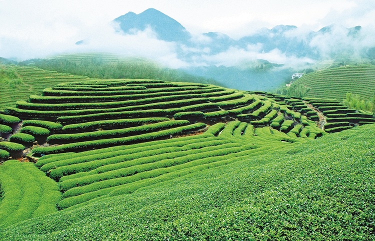 八闽文脉·风物 | 大田美人茶的茶事茶史
