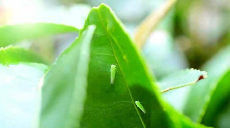 八闽文脉·风物 | 大田美人茶的茶事茶史