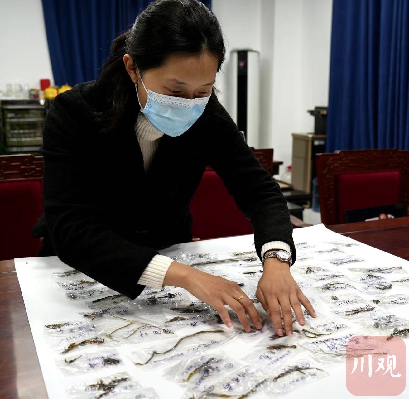 （转载）搭乘“神舟十四号”归来 12种四川“太空石斛”有何变化？