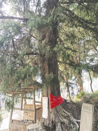 （转载）南部县一株500年古柏登榜四川“一级古树”