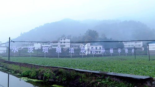 宜宾筠连县：加快推进农业现代化 全面助力乡村振兴_fororder_筠连县春风村水茨坝粮油现代种植示范片--筠连县融媒体中心张华提供