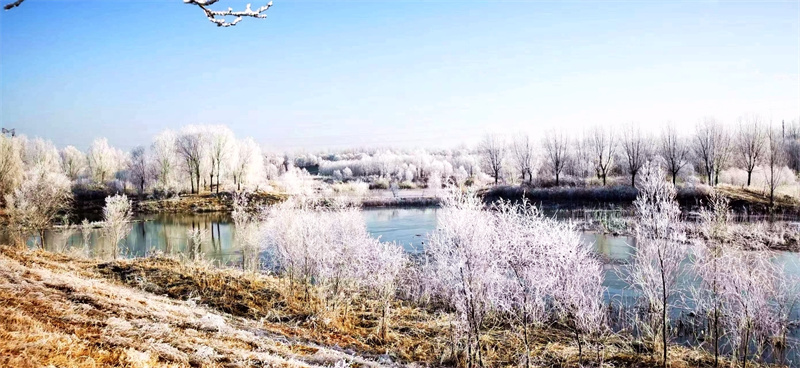 山东济南：玉符河冰霜冻花，每一幕皆是美景