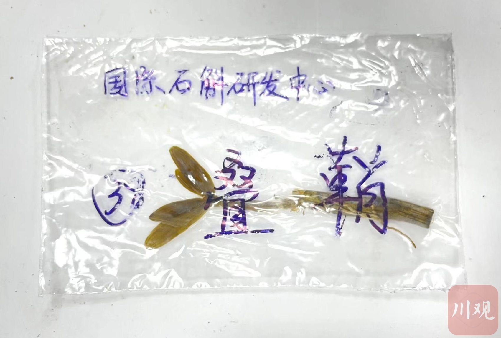 （转载）搭乘“神舟十四号”归来 12种四川“太空石斛”有何变化？