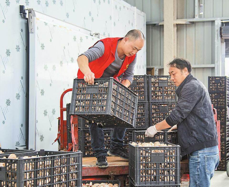 昭通镇雄：农业产业化促群众增收_fororder_c16c