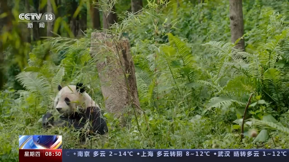 中国大熊猫保护研究中心：为大熊猫国家公园建设提供科技支撑