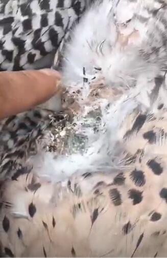 （转载）成都首次试点卫星跟踪放归的救护猛禽情况如何？后续来了