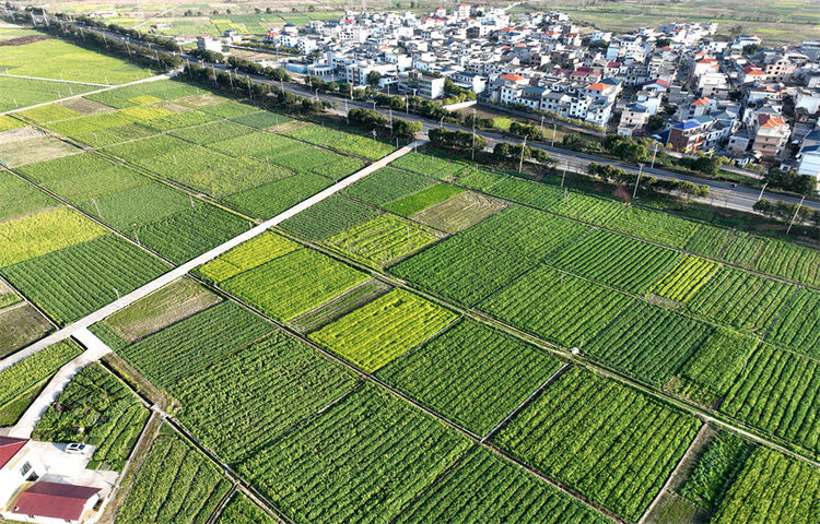 江西遂川：油菜花开春意浓