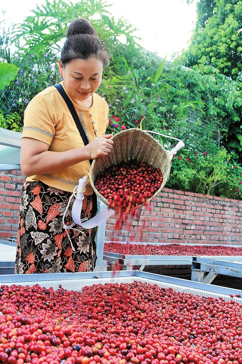 普洱思茅：南岛河“咖啡星村”新景象_fororder_ef08