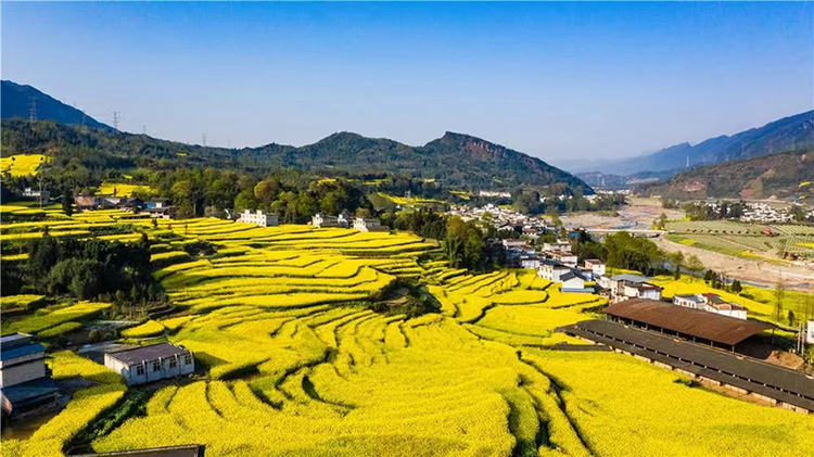 雅安：一沐春风万顷黄 油菜花开美如画_fororder_油菜花美景--供图--雅安市委宣传部（4）