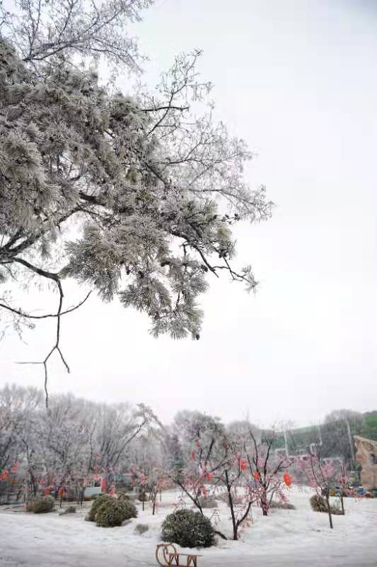 【原创】济南市跑马岭景区雾凇沆砀，冰花弥漫_fororder_4