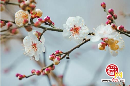 济南：花开报春