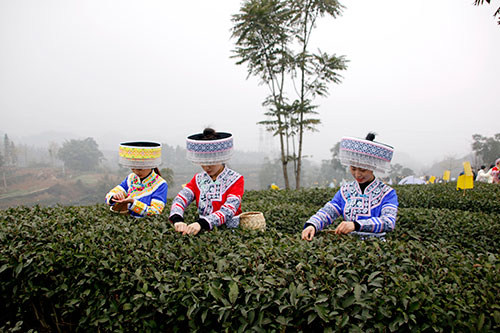 现场销售茶叶2.3亿元 第十六届中国·宜宾早茶节在四川筠连启幕_fororder_开园采摘-摄影-何芳