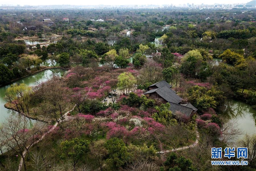 杭州西溪湿地：曲水寻梅 美不胜收