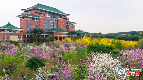 羊城入春 华农校园鲜花绽放绚丽多彩