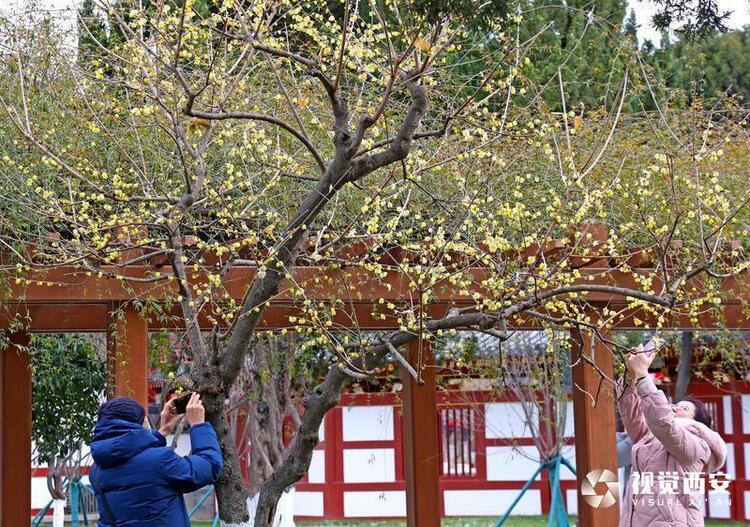 兴庆宫公园布展迎兔年