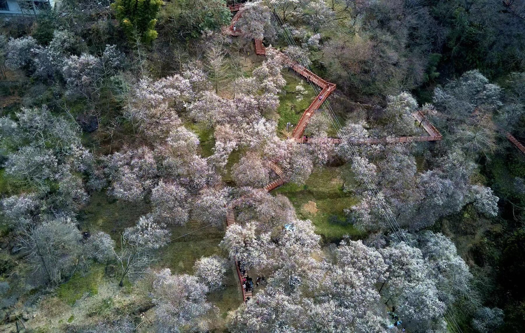 （转载）春回大地 绵阳平武万亩梅林竞次开放