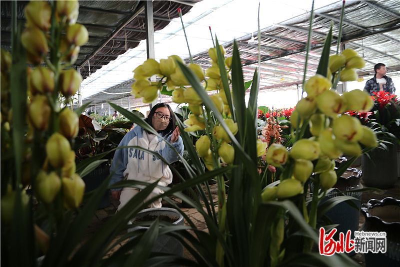 河北迁安：“花”样幸福迎新春_fororder_hebnewsimg (3)