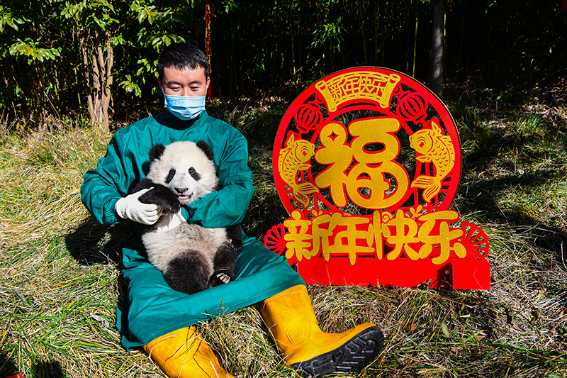 动贺新春！熊猫中心2022级熊猫宝宝首次亮相_fororder_DXM_3401