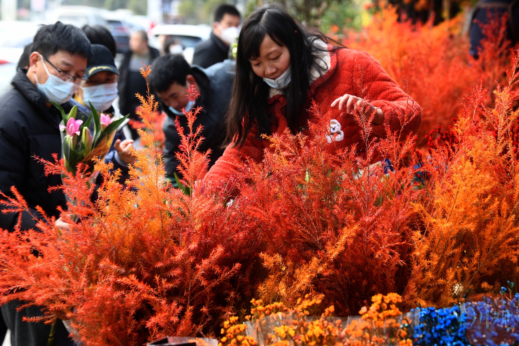 （转载）春节临近 成都年宵花销售火爆