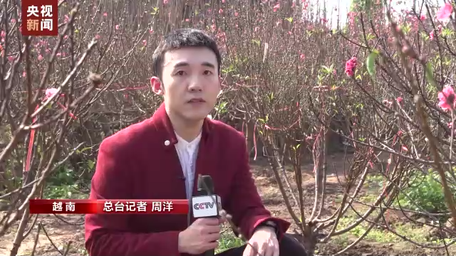 桃花争艳春意闹 新衣鲜粽 越南年味浓